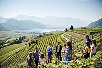 Südtirol Wein