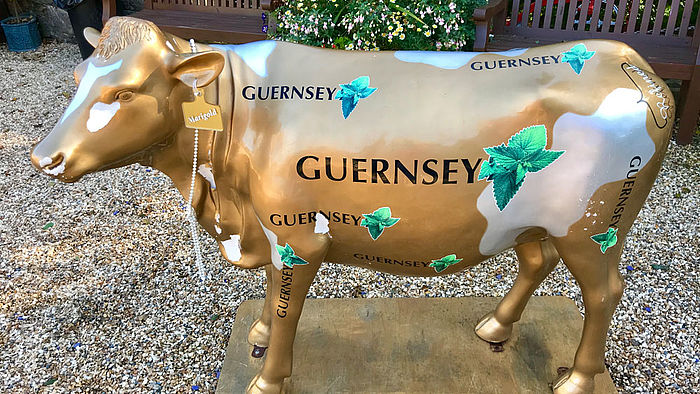  Guernsey Kuh 