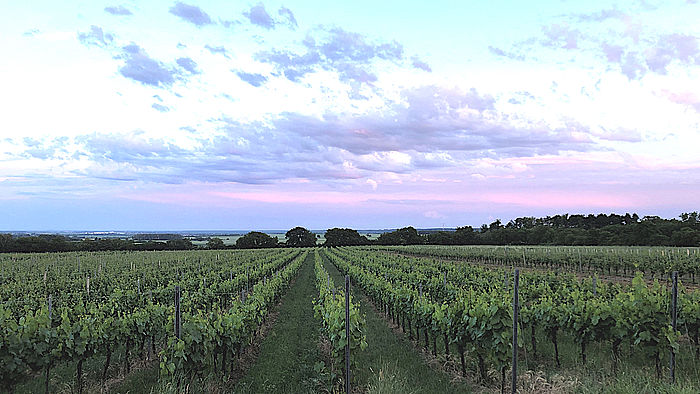 Blaufränkischer vom Weingut Prickler Blaufränkischer vom Weingut Prickler