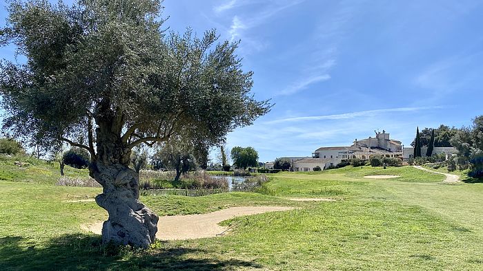  Alte Olivenbäume am Il Monastero GC