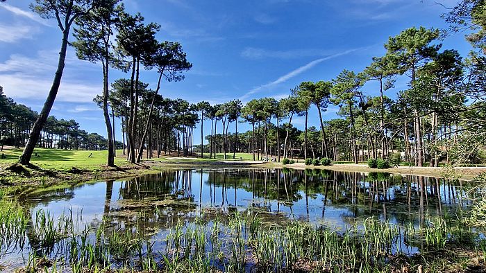  Im Pinienwald vom PGA-Course Aroeira