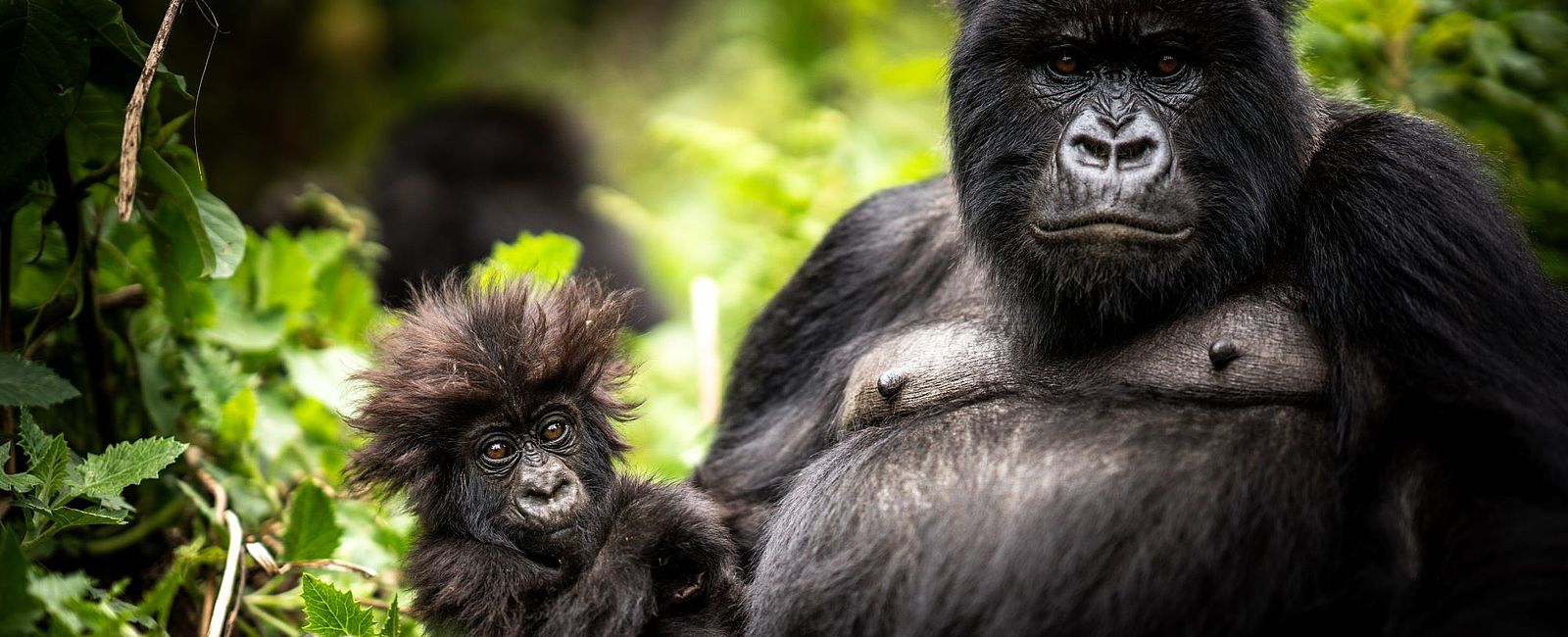 HOTELERÖFFNUNG NEWS
 Wilderness Bisate Reserve 
