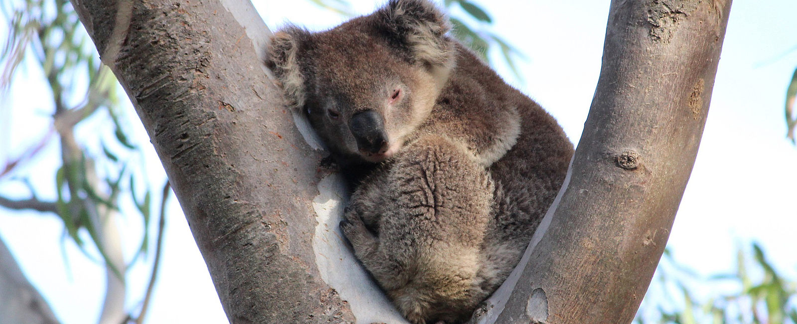 WEITERE NEWS
 Koalas in freier Wildbahn beobachten: Auf nach Victoria! 
