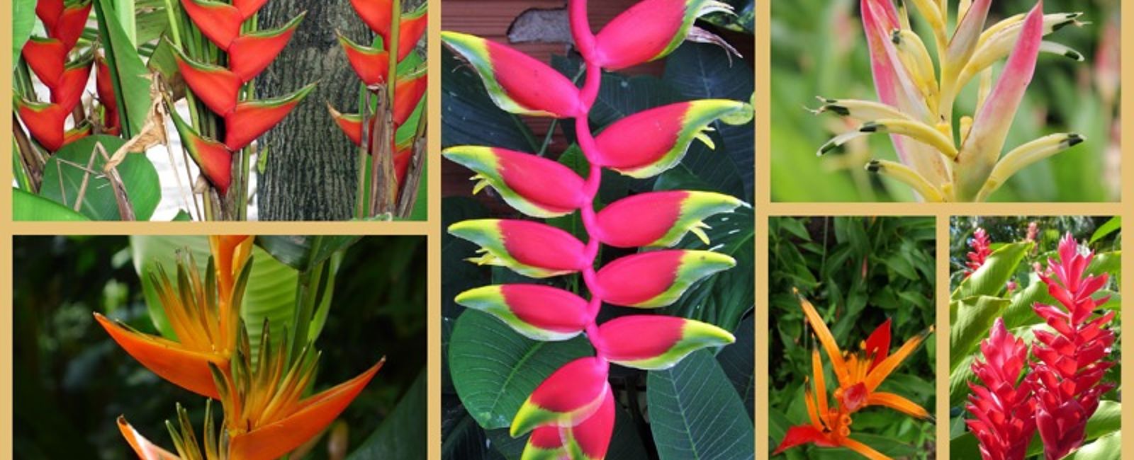 NEWS
 Pflanzenwelt Karibik 
