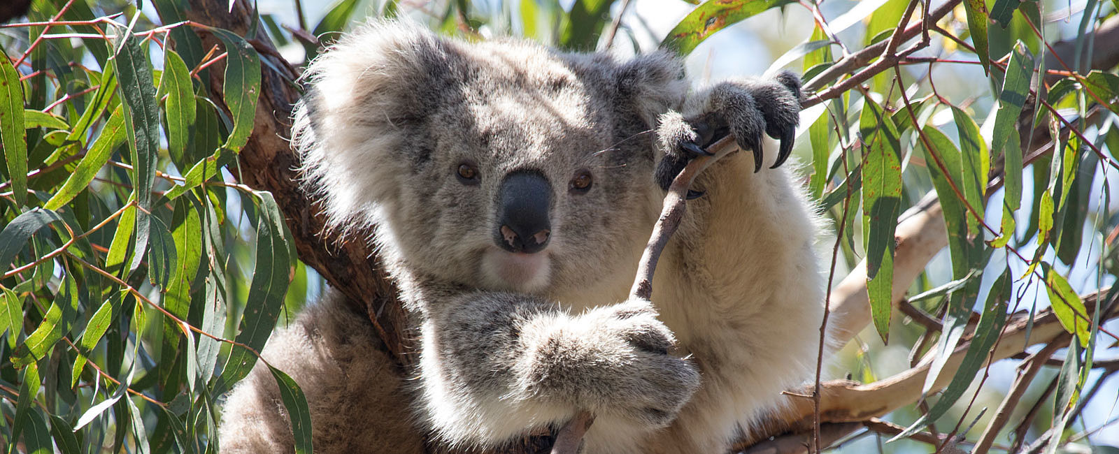 WEITERE NEWS
 Melbourne & Victoria: Exklusive Unterkünfte und Privat-Touren  
