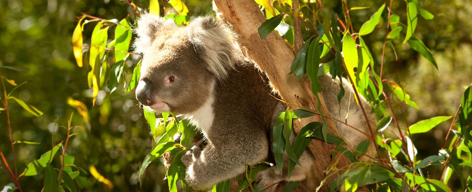 WEITERE NEWS
 Koalas in freier Wildbahn beobachten: Auf nach Victoria! 
