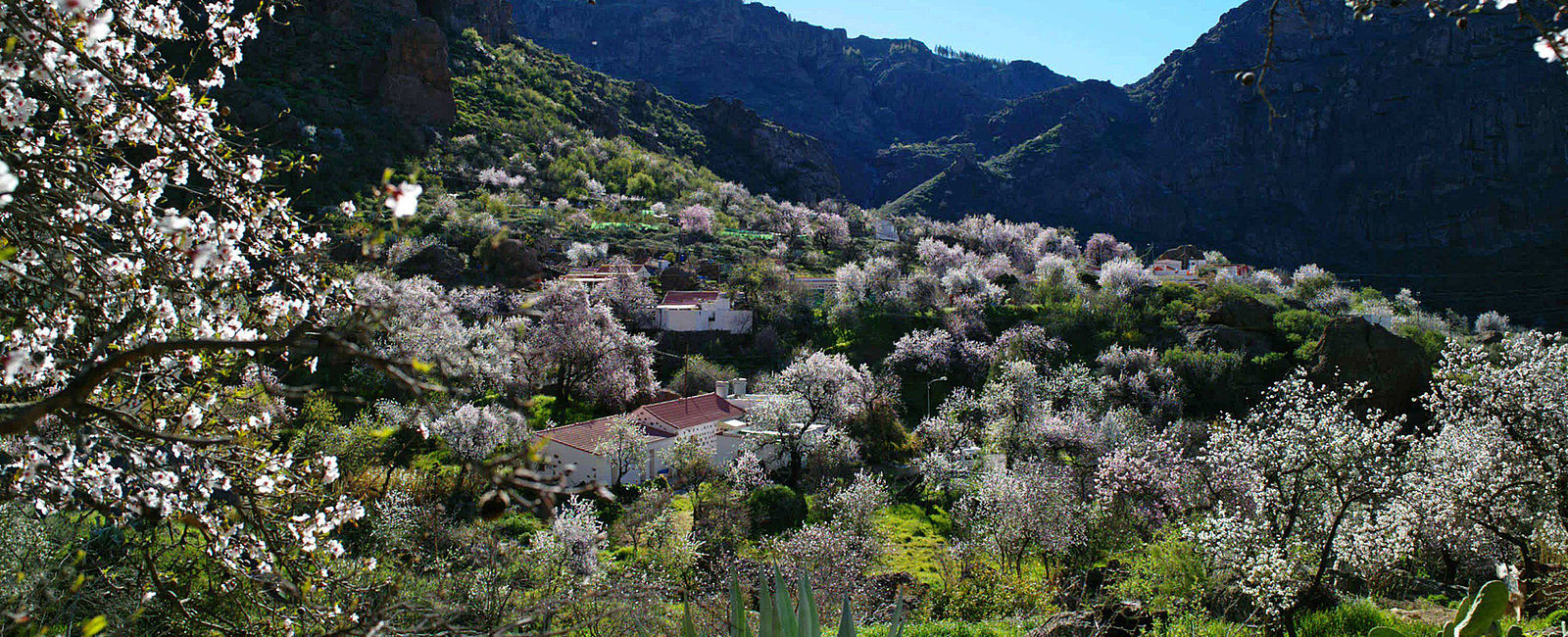 WEITERE NEWS
 Gran Canarias große Blüte 
