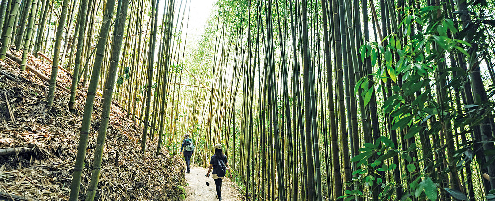 TAIWAN
 Malerisches Alishan 