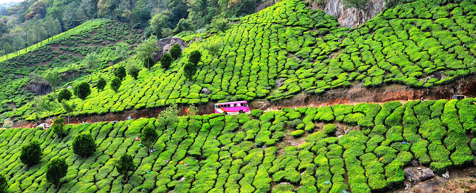 KERALA
 Urlaub in Kerala - Land der Kokospalmen 