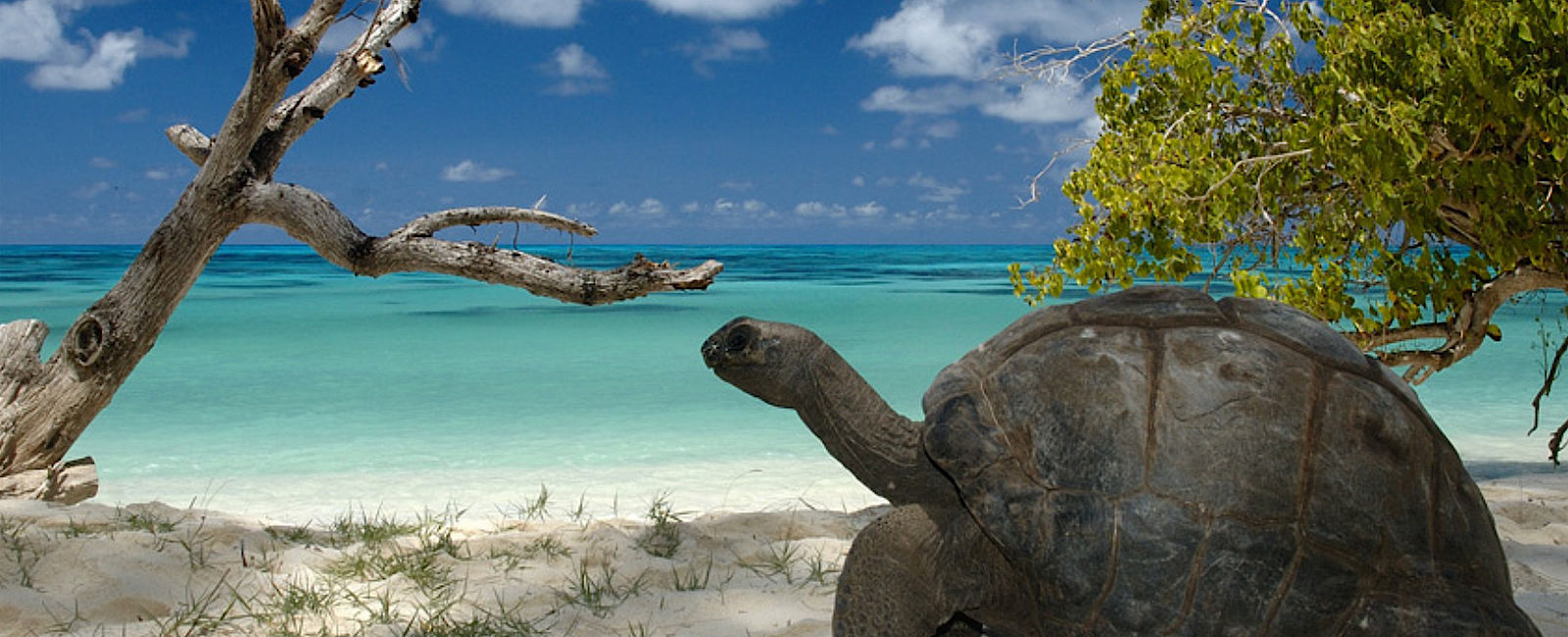 KREUZFAHRT NEWS
 Kreuzfahrt zum Aldabra-Atoll 
